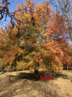五角枫