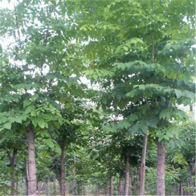 栾树