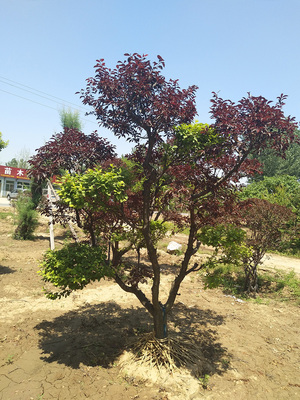 密枝红叶李造型