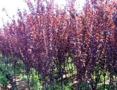紫叶李