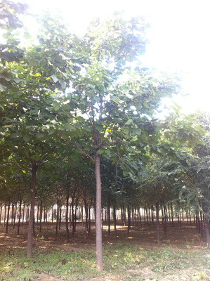 楸树