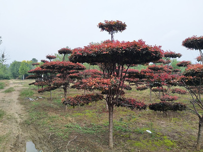 密枝红叶李造型