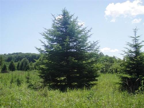 云杉- 天津市天润园林花卉苗圃