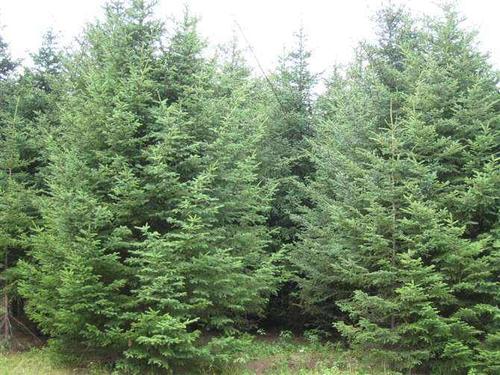 云杉- 天津市天润园林花卉苗圃